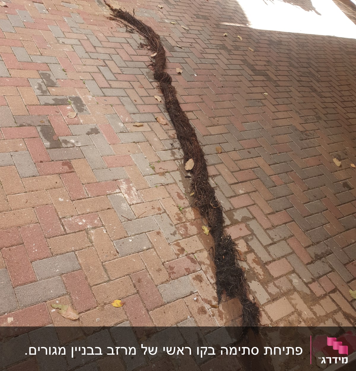 שורשים חשופים על מדרכה מרוצפת, כנראה לאחר חפירה